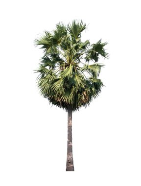 Palmiye ağacı, Tayland 'ın kuzeydoğusunda tropikal ağaç..