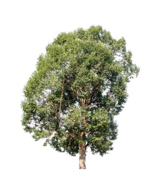 Beyaz arkaplanda izole edilmiş ağaç