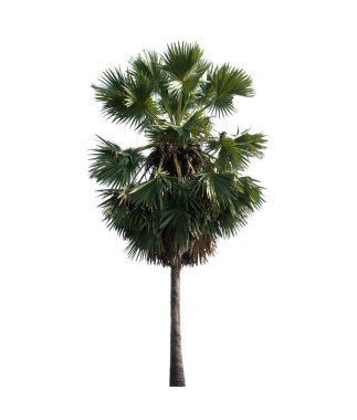 Palmiye ağacı, Tayland 'ın kuzeydoğusunda tropikal ağaç..