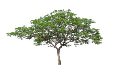 Beyaz arkaplanda izole edilmiş ağaç