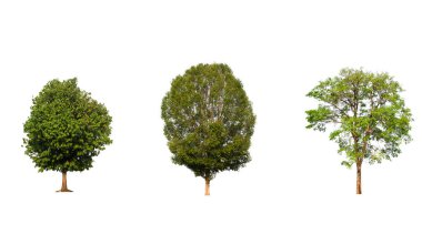 Beyaz arkaplanda izole ağaç koleksiyonu