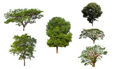 Beyaz arkaplanda izole ağaç koleksiyonu