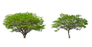 Beyaz arkaplanda izole ağaç koleksiyonu