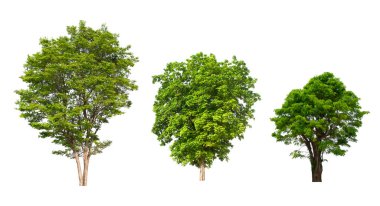 Beyaz arkaplanda izole ağaç koleksiyonu