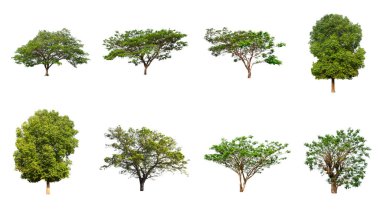 Beyaz arkaplanda izole ağaç koleksiyonu