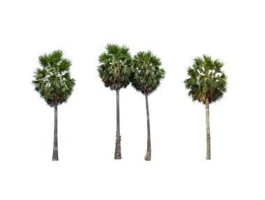 Beyaz Arkaplanda şeker palmiyesi izole ağaç koleksiyonunu ayarla