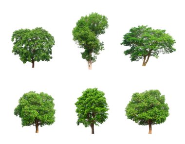 Beyaz arkaplanda izole ağaç koleksiyonu