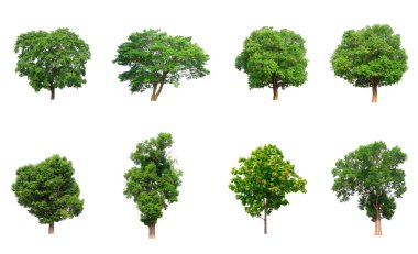 Beyaz arkaplanda izole ağaç koleksiyonu