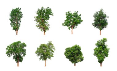 Beyaz arkaplanda izole ağaç koleksiyonu