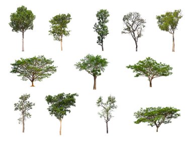 Beyaz arkaplanda izole ağaç koleksiyonu