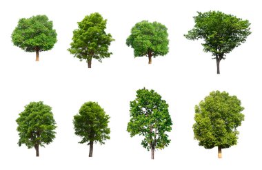 Beyaz Arkaplanda izole edilmiş ağaç koleksiyonu