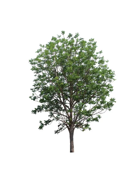 Isolierter Baum Auf Weißem Hintergrund — Stockfoto