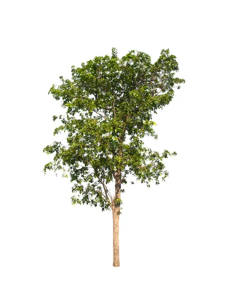Isolierter Baum Auf Weißem Hintergrund — Stockfoto