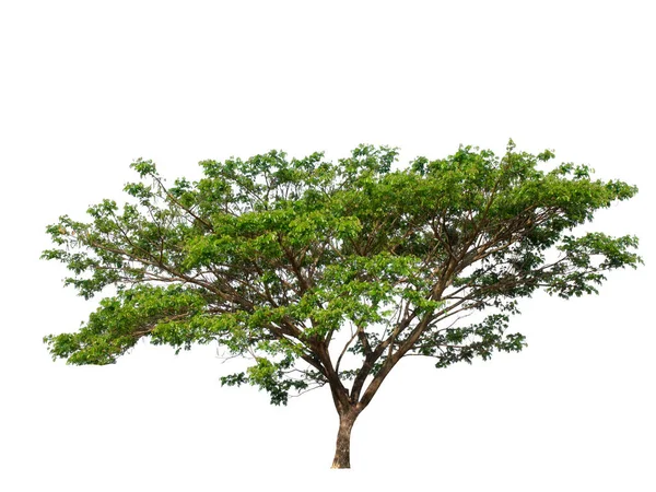 Árbol Aislado Sobre Fondo Blanco — Foto de Stock