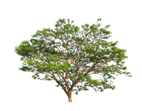 Isolierter Baum Auf Weißem Hintergrund — Stockfoto