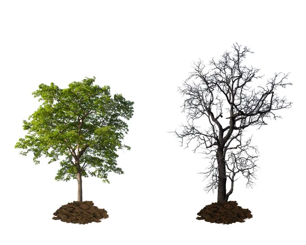 Mrtvé Stromy Zelené Stromy Půdě Izolované Bílém Pozadí — Stock fotografie
