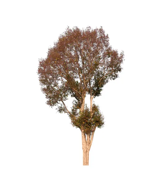 Isolated Tree White Background — Stock Photo, Image