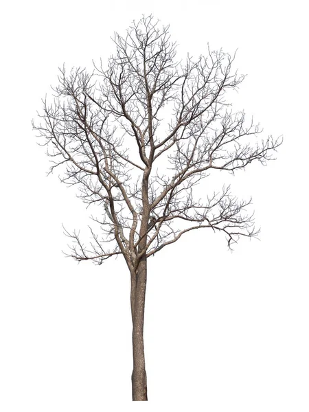 Pohon Mati Diisolasi Pada Latar Belakang Putih — Stok Foto