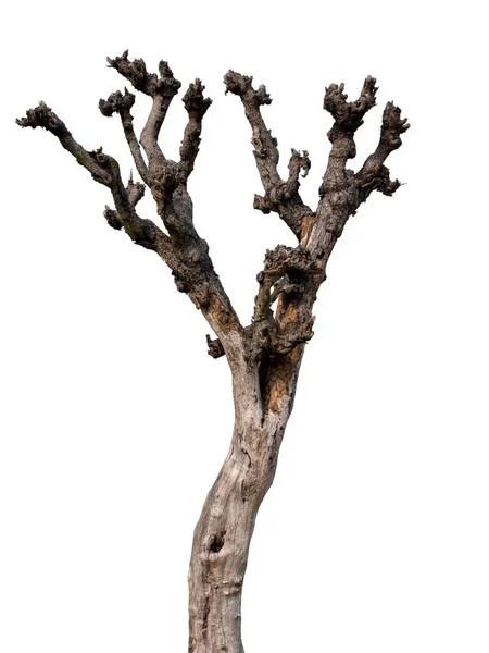 Мертвое Дерево Изолировано Белом Фоне — стоковое фото