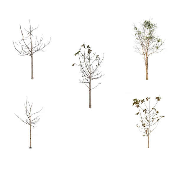 Συλλογή Νεκρό Δέντρο Απομονωμένο Λευκό Φόντο — Φωτογραφία Αρχείου