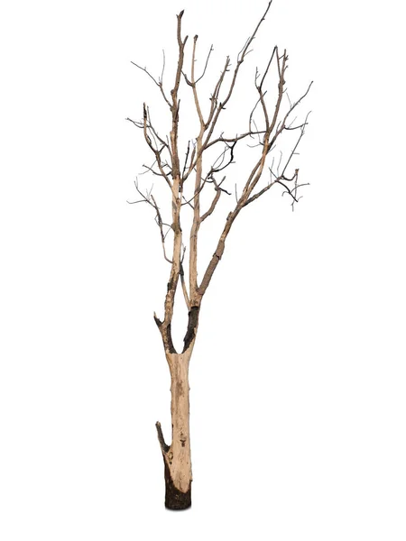Απομονωμένο Δέντρο Χωρίς Φύλλα Λευκό Φόντο — Φωτογραφία Αρχείου