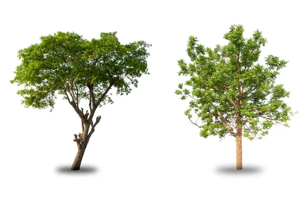 Beyaz arkaplanda izole ağaç koleksiyonu