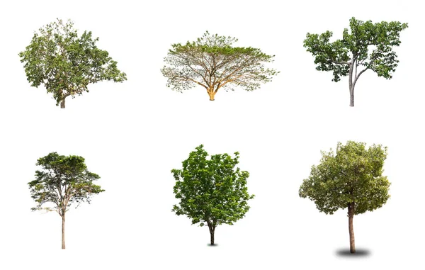 Isolado Árvore Coleção Fundo Branco — Fotografia de Stock