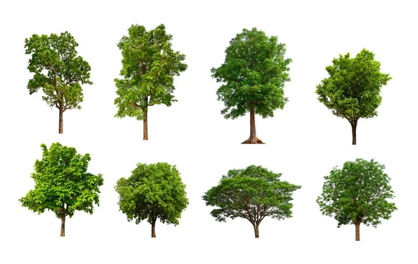 Beyaz arkaplanda izole ağaç koleksiyonu