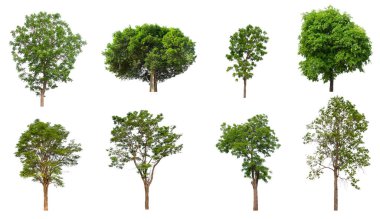 Beyaz Arkaplanda izole edilmiş ağaç koleksiyonu