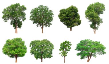 Beyaz arkaplanda izole ağaç koleksiyonu