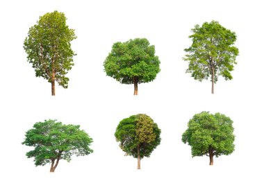 Beyaz arkaplanda izole ağaç koleksiyonu