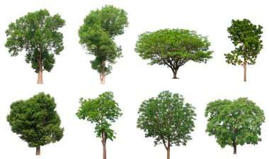 Beyaz Arkaplanda izole edilmiş ağaç koleksiyonu