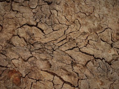  Beyaz arkaplandaki ağaç kabuğunun kabartmalı dokusu