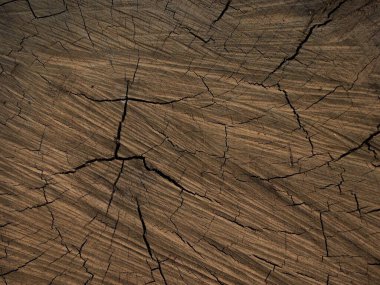  Beyaz arkaplandaki ağaç kabuğunun kabartmalı dokusu