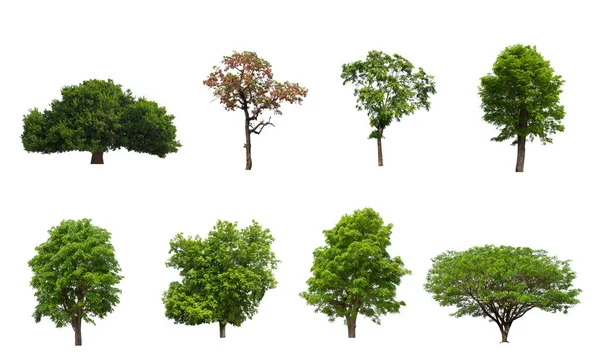 Isolated Tree Collection White Background — Stock Photo, Image