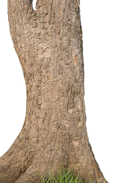 Tronco Árvore Texturizado Fundo Branco — Fotografia de Stock