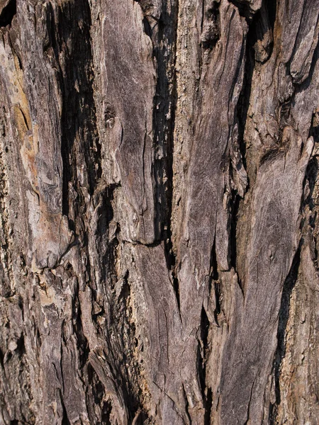 Textura Relevo Casca Das Árvores Sobre Fundo Branco — Fotografia de Stock