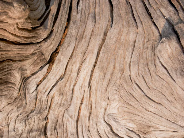 Embossed Texture Bark Trees White Background — Stock Photo, Image