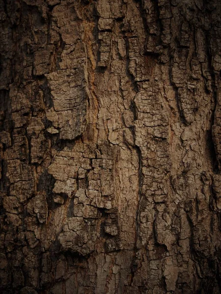 Geprägte Textur Der Baumrinde Auf Weißem Hintergrund — Stockfoto