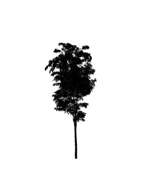 Beyaz arkaplanda fırça için ağaç silueti