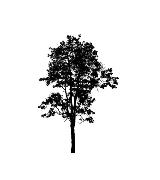 Tree Silhouette Brush White Background — Stock Photo, Image