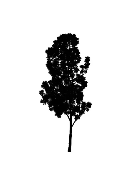 Silhouette Albero Pennello Sfondo Bianco — Foto Stock