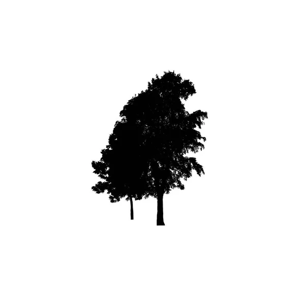 Силуэт Дерева Кисти Белом Фоне — стоковое фото