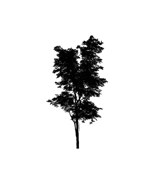 Puu Siluetti Harjalla Valkoisella Taustalla — kuvapankkivalokuva