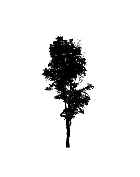 Tree Silhouette Brush White Background — Stock Photo, Image