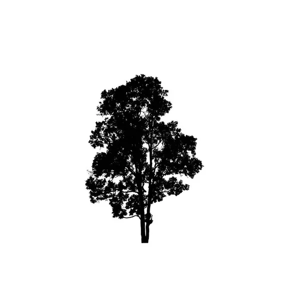 Baumsilhouette Für Pinsel Auf Weißem Hintergrund — Stockfoto