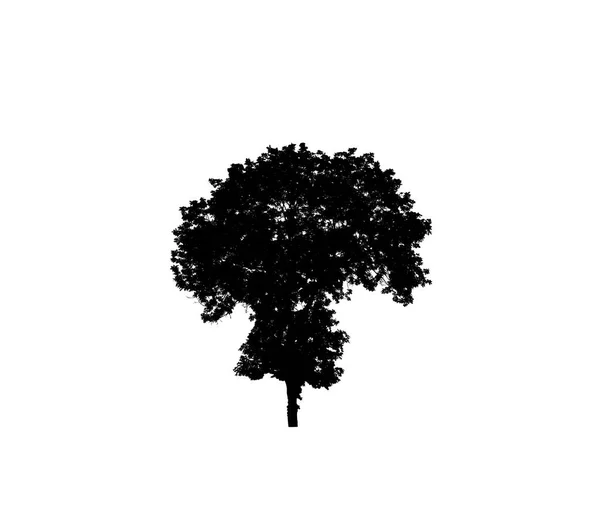 Silhouette Arbre Pour Brosse Sur Fond Blanc — Photo