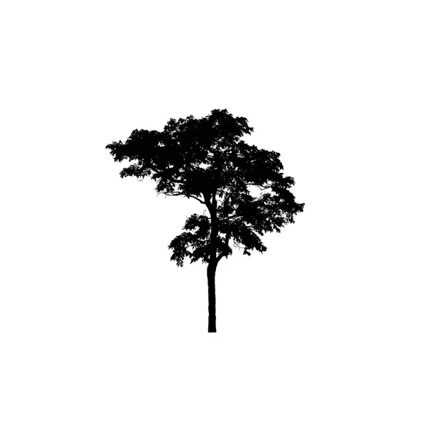Силуэт Дерева Кисти Белом Фоне — стоковое фото