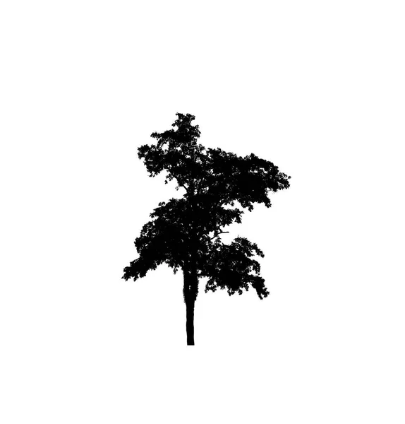 Tree Silhouette Brush White Background — Stock Photo, Image