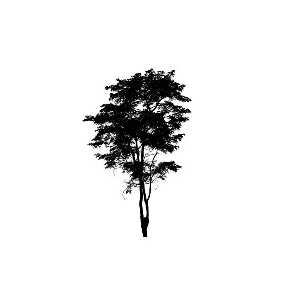 Tree Silhouette Brush White Background — Stock Photo, Image